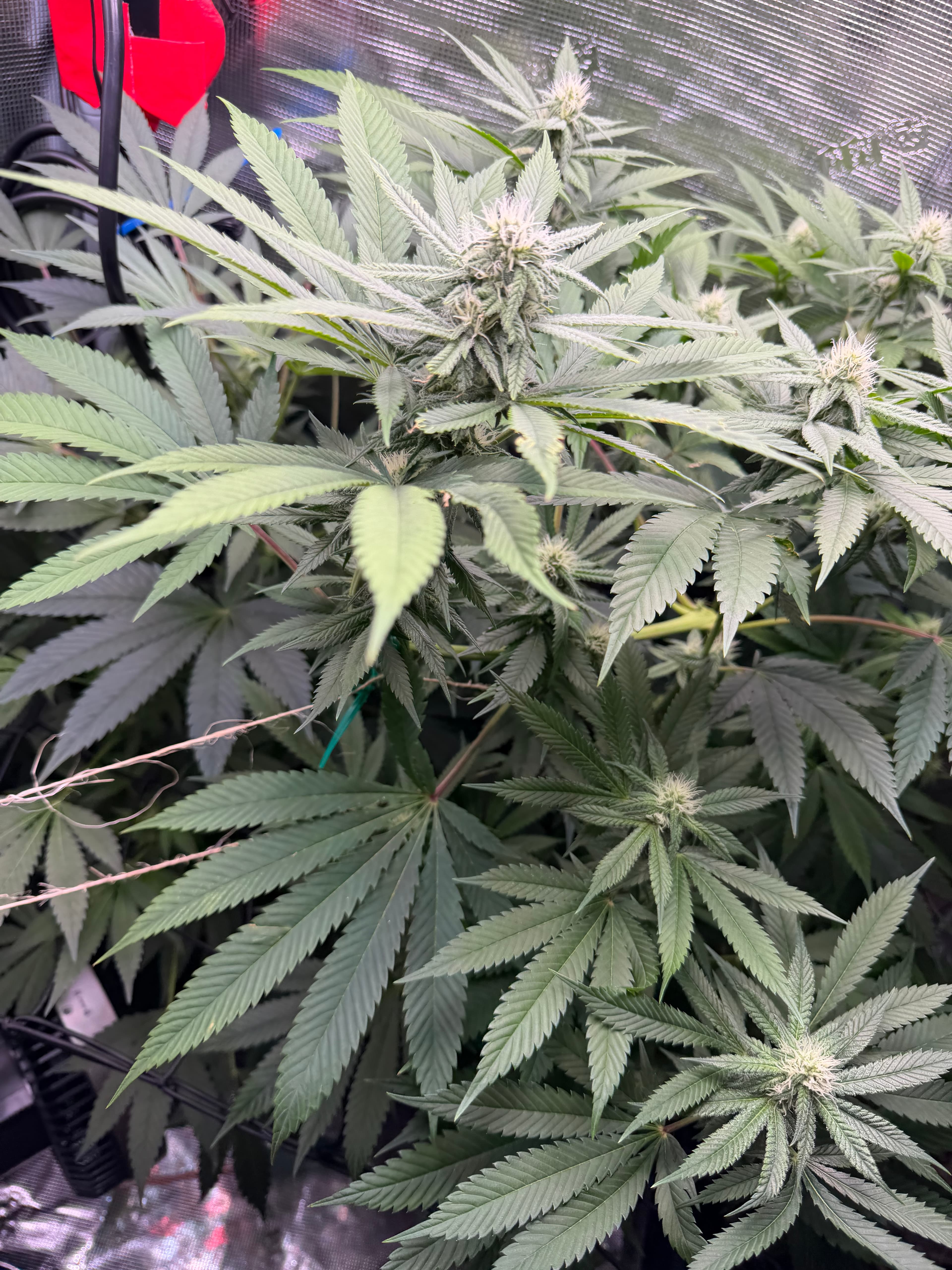 Dense flowering plants in a grow tent