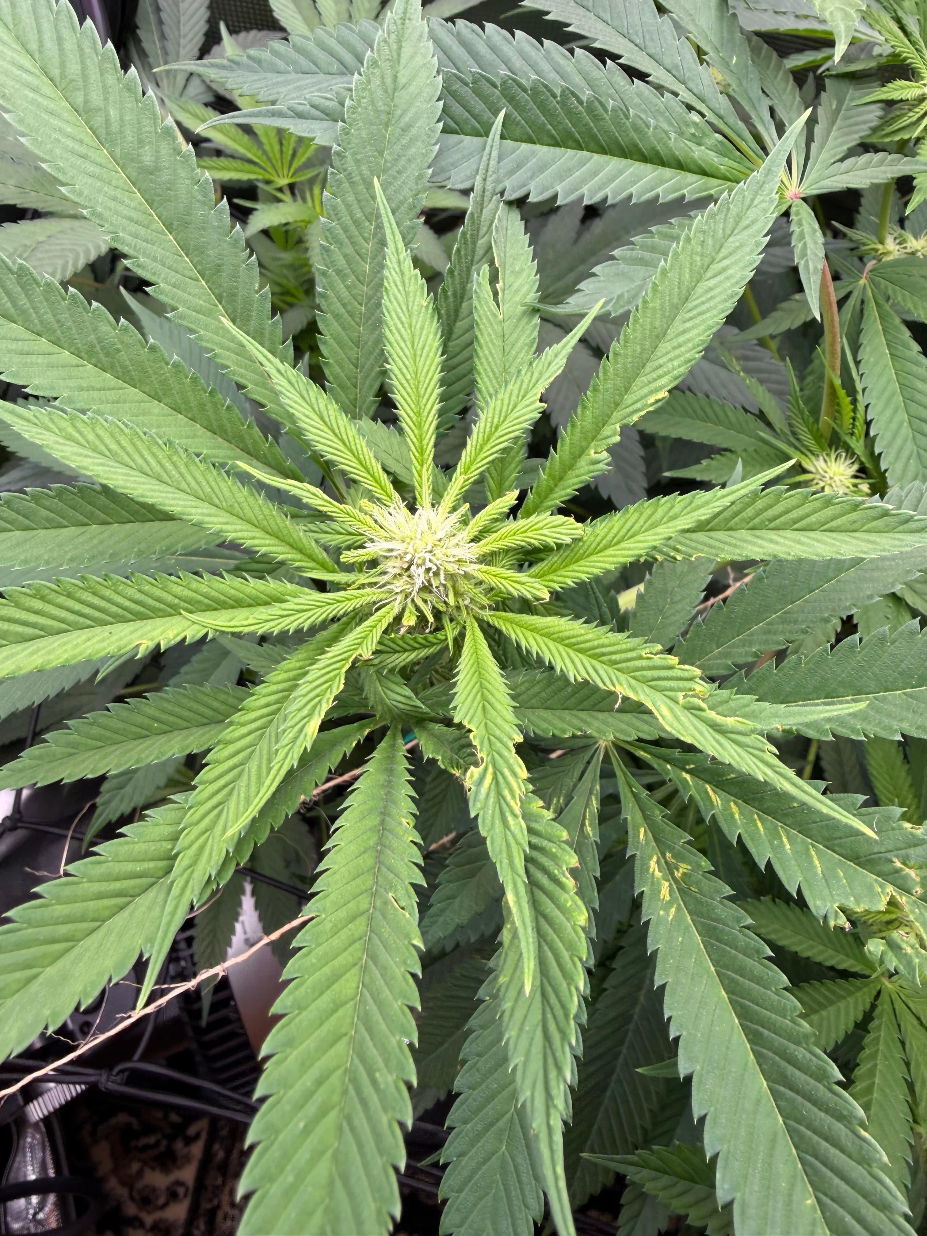 Close-up flower image captured in a grow journal